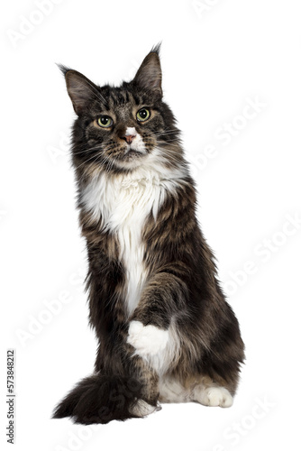 Handsome adult Maine Coon cat, sitting facing front. Looking beside camera with paw playful in air with green eyes. Isolated cutout on transparent background.
