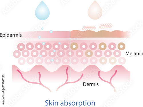 The mechanism of nutrient absorption skin layer and not absorb skin layer vector on white background. photo