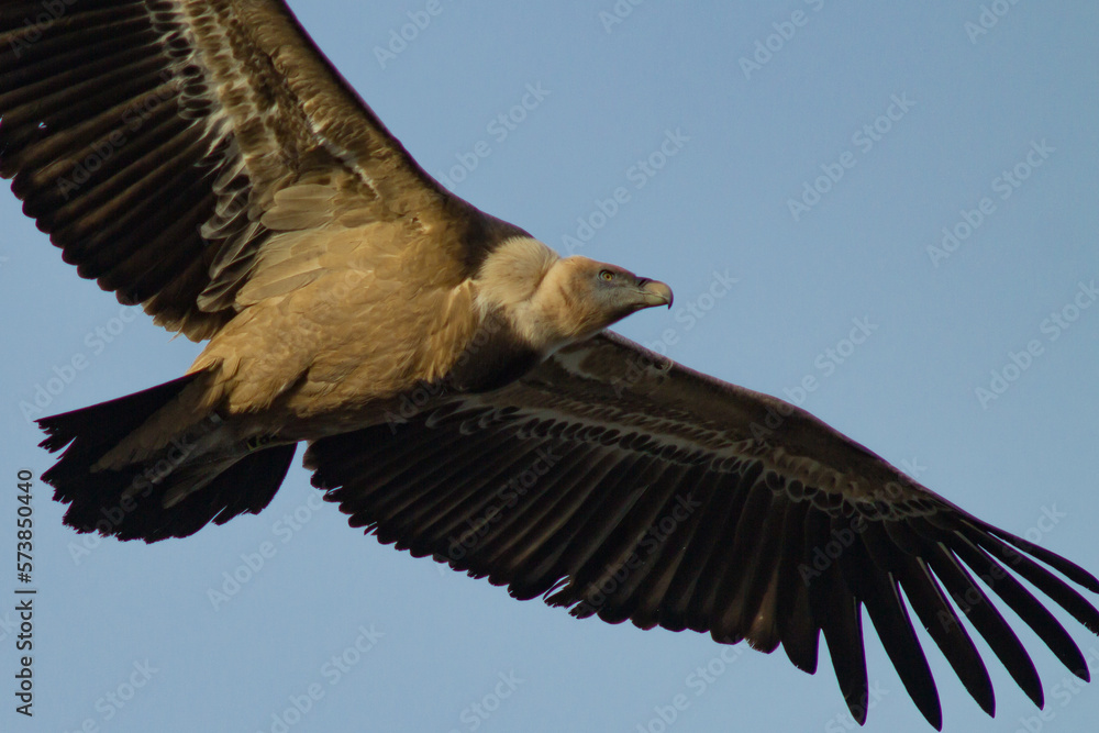 Gyps fulvus, projecte Canyet, Alcoy, Comunidad Valenciana Gyps fulvus, projecte Canyet, Alcoy, Comunidad Valenciana