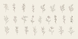 Set of wild grass, hand drawing, plant elements for design