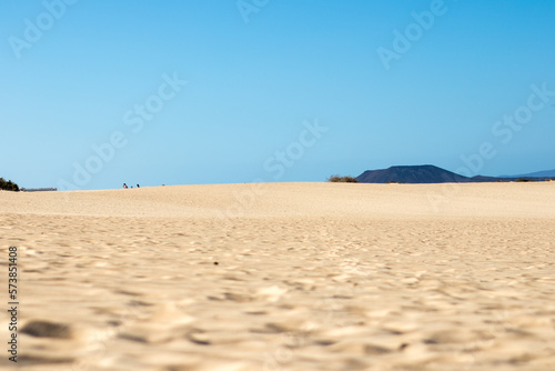 Beautiful desert landscape of a white sand beach, with desert plants. Fuerteventura, Canary Islands, Spain