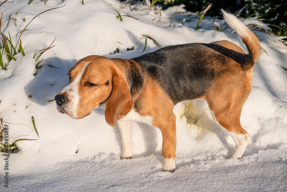 Młody beagle sikający na śnieg - obrazy, fototapety, plakaty 