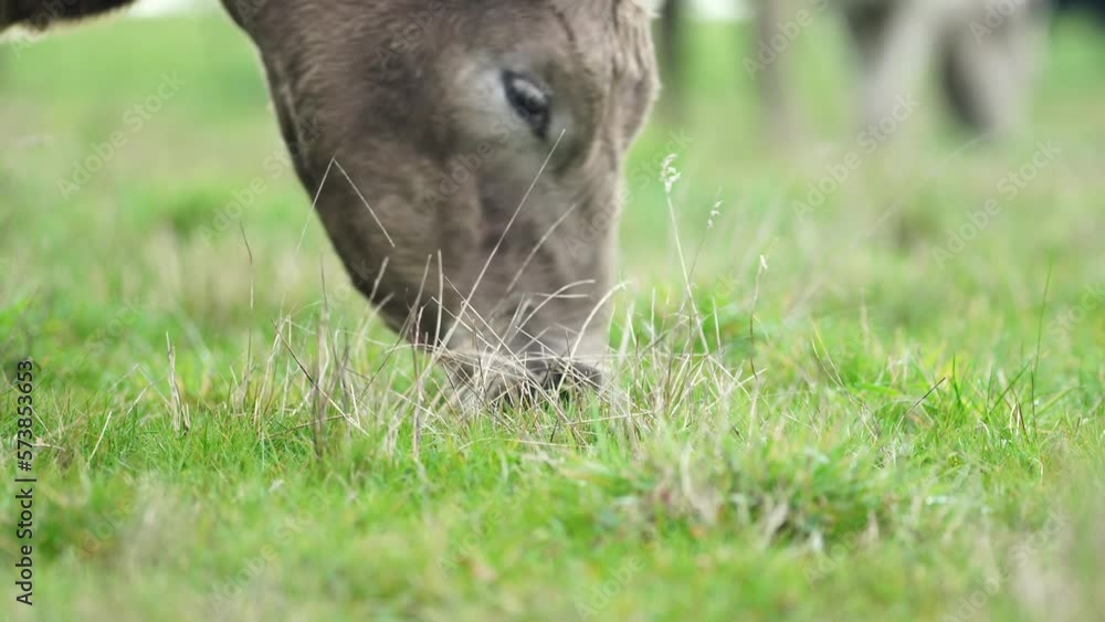 Close up of Stud Beef bulls and cows grazing on grass in a field, in Australia. breeds include speckled park, murray grey, angus, brangus and wagyu. Close up of Stud Beef bulls and cows grazing on grass in a field, in Australia. breeds include speckled park, murray grey, angus, brangus and wagyu.
