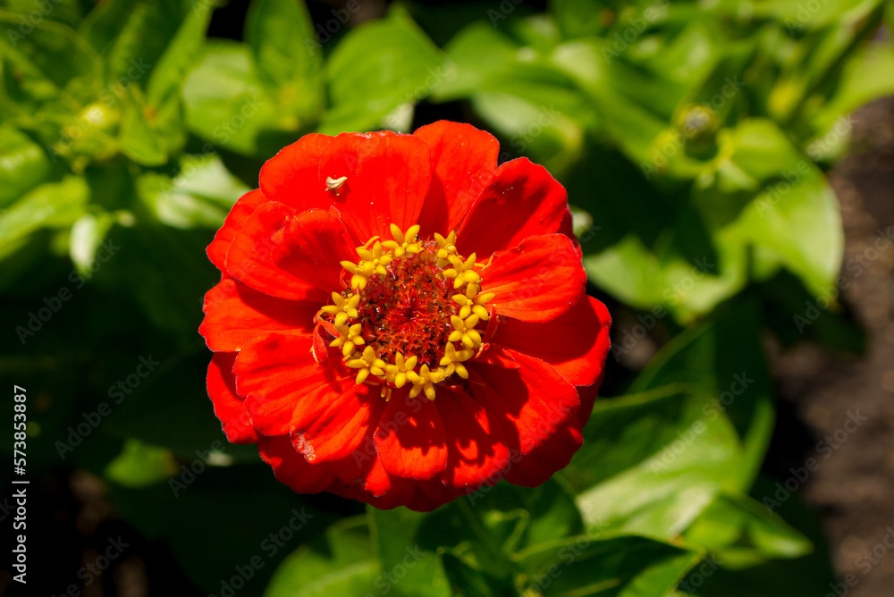 nature views, summer colorful flowers in the garden nature views, summer colorful flowers in the garden
