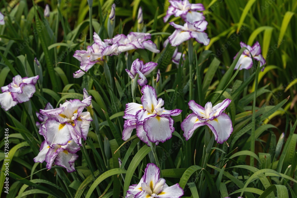 Japanese iris flowers in the park , pink white iris flowers , kagawa, shikoku, japan Japanese iris flowers in the park , pink white iris flowers , kagawa, shikoku, japan