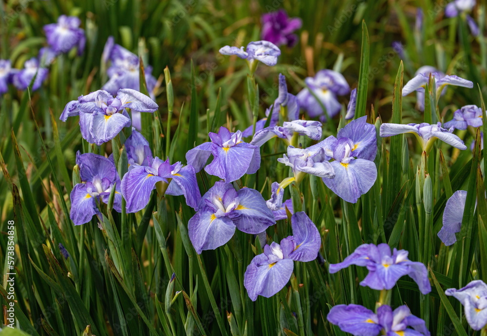 Japanese iris flowers in the park , blue iris flowers , kagawa, shikoku, japan Japanese iris flowers in the park , blue iris flowers , kagawa, shikoku, japan