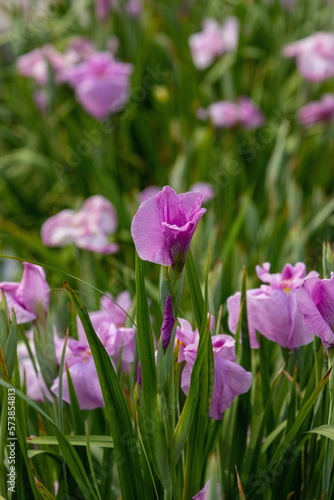 Japanese iris flowers in the park , pink iris flowers , kagawa, shikoku, japan photo