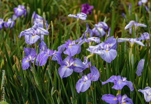 Japanese iris flowers in the park , blue iris flowers , kagawa, shikoku, japan photo