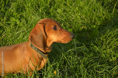 Portrait of a brown dachshund with defocused green grass.