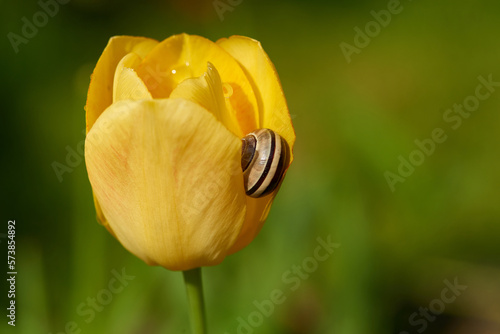 Hain-Bänderschnecke (Cepaea nemoralis) an einer Tulpe	 photo