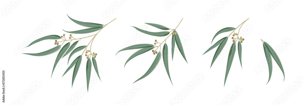 Set of differents eucalyptus leaves on white background.
