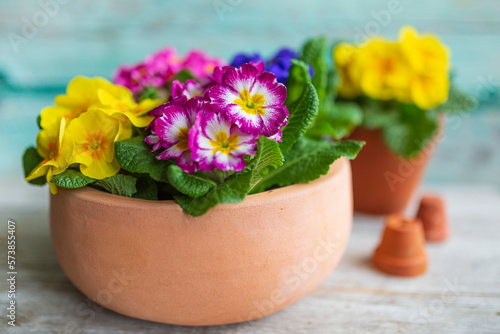 Wallpaper Mural Seedlings of colorful spring primula flowers Torontodigital.ca
