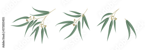 Set of differents eucalyptus leaves on white background.