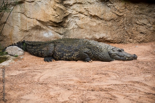 Full body shot of a crocodile on a sandy substrate, with a rock wall in the background.