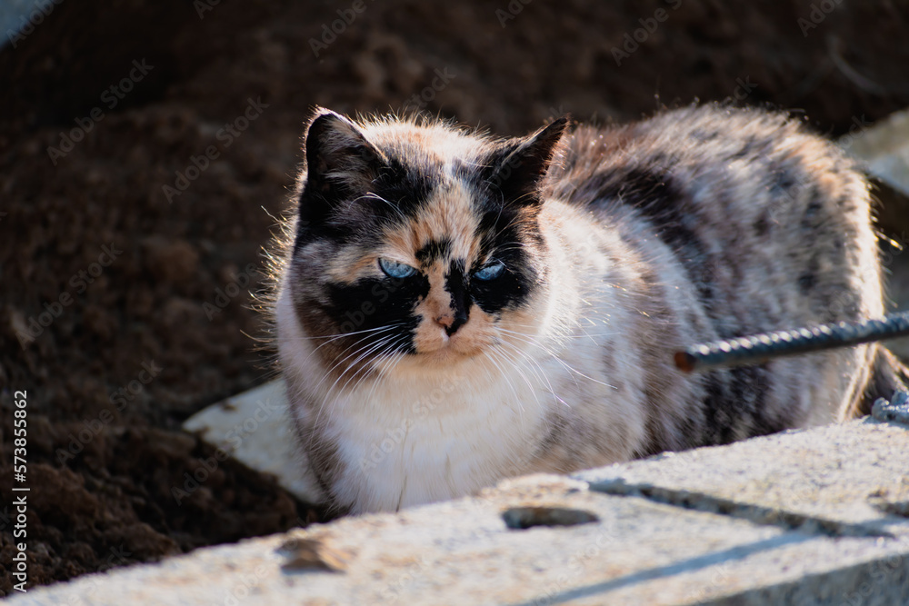 Beautiful calico cat with blue eyes sitting in the garden with sunshine Beautiful calico cat with blue eyes sitting in the garden with sunshine