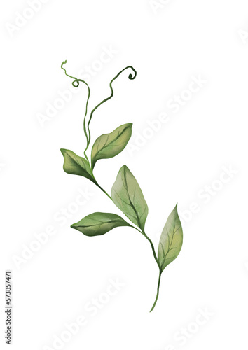 Watercolor botanical illustration of green branch
