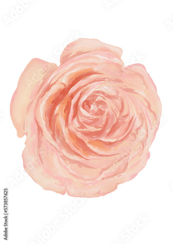 Watercolor botanical illustration of blooming rose flower