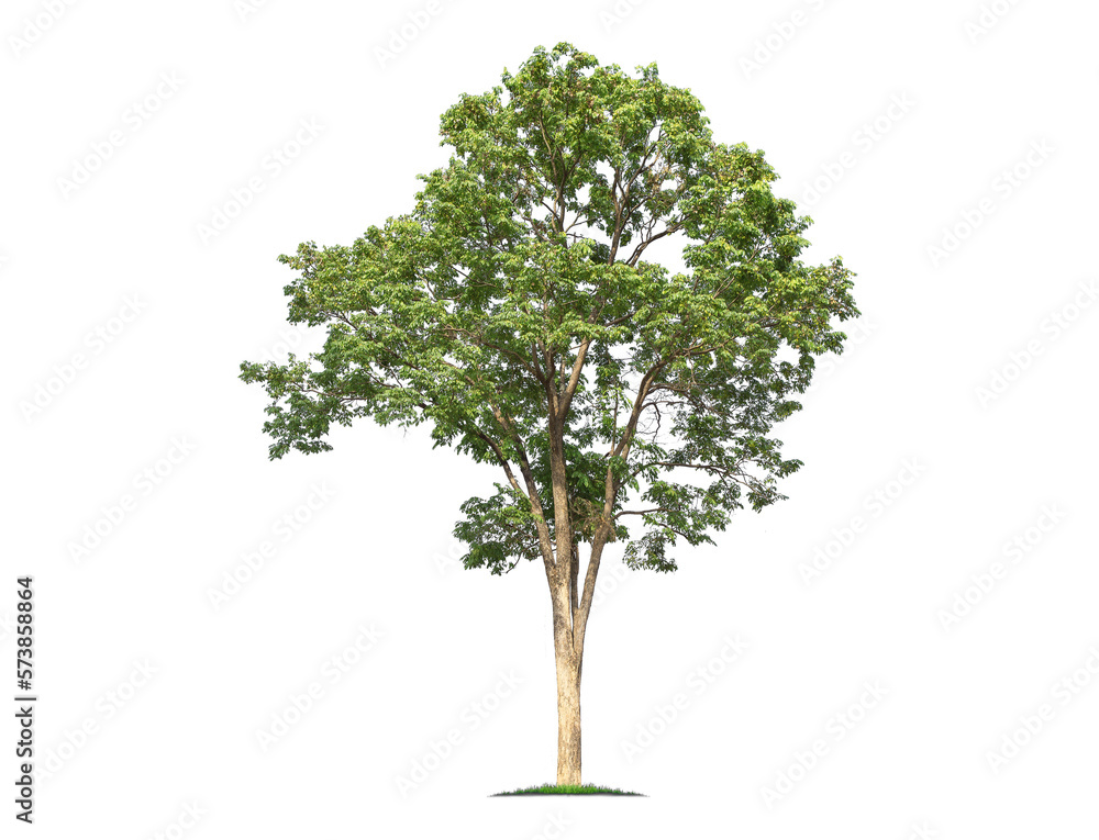 Green tree isolated on transparent background with clipping path, single tree with clipping path and alpha channel. are Forest and foliage in summer for both printing and web pages. 
