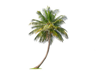 Green palm tree isolated on transparent background with clipping path, single palm tree with clipping path and alpha channel. are Forest and foliage in summer for both printing and web pages.
