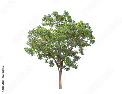 Green tree isolated on transparent background with clipping path  single tree with clipping path and alpha channel. are Forest and foliage in summer for both printing and web pages.  