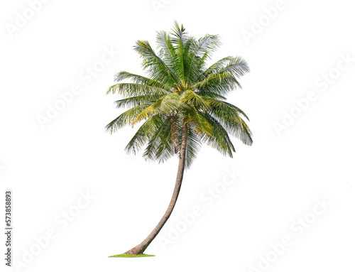 Green palm tree isolated on transparent background with clipping path, single palm tree with clipping path and alpha channel. are Forest and foliage in summer for both printing and web pages.
 photo