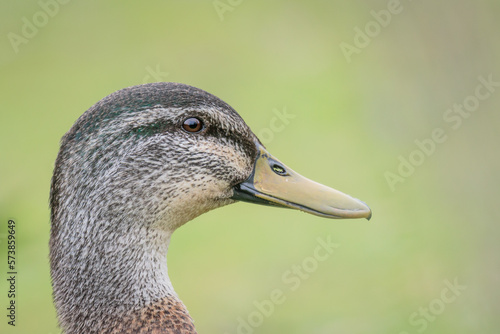 Portrait of a duck