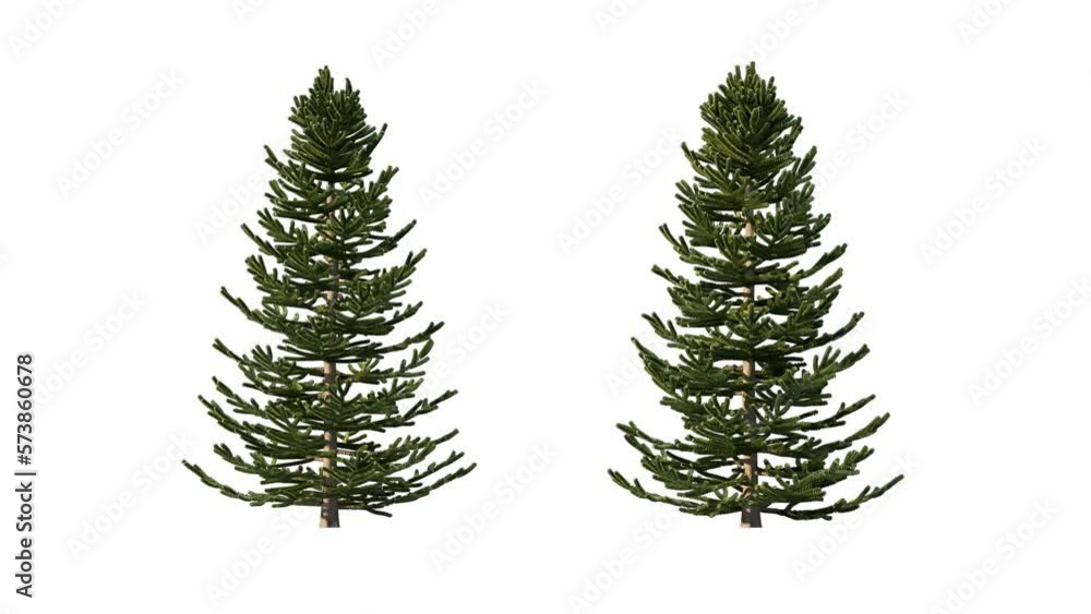 Growing trees isolated with alpha.3D animation growth grow from small to large, Araucaria trees animate in the wind include alpha channel tree. Tree isolated Separated with alpha channels Growing trees isolated with alpha.3D animation growth grow from small to large, Araucaria trees animate in the wind include alpha channel tree. Tree isolated Separated with alpha channels