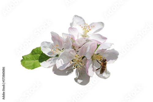 Branch of blossoming apple tree.