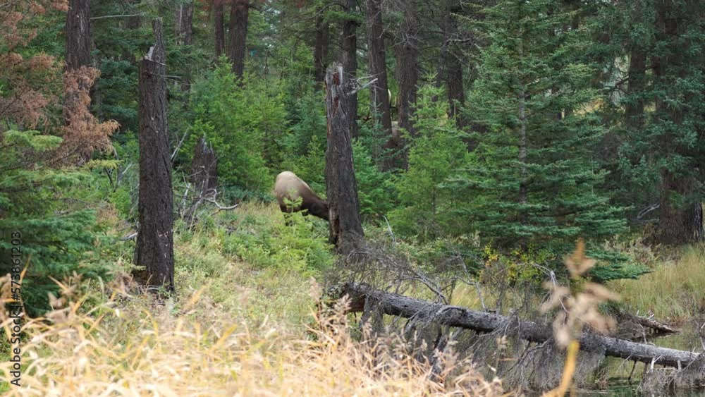 A bull elk exits the trees, following a cow during the autumn rut in 4K A bull elk exits the trees, following a cow during the autumn rut in 4K