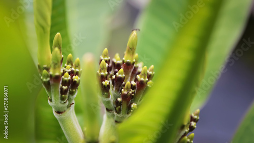 Plumeria flower buds or known as frangipani ready to bloom some time later photo
