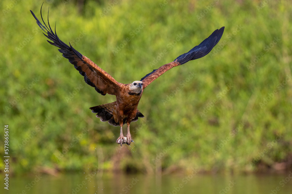 Fototapeta premium Black-collared hawk catch a fish