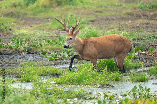 Pantanal marsh deer photo