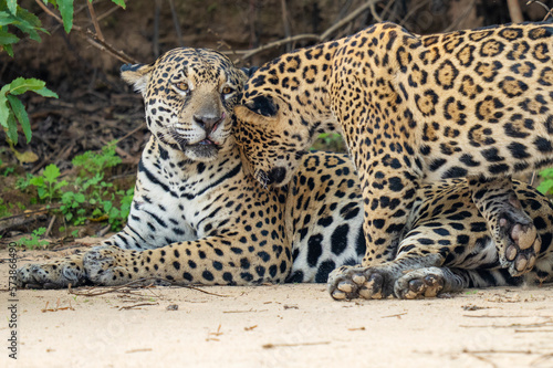 Jaguar female with young