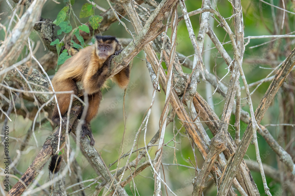 Obraz premium Hooded capuchin monkey in a tree