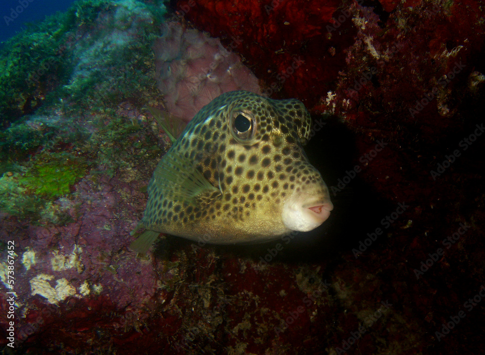 box fish on a coral reef in the caribbean sea box fish on a coral reef in the caribbean sea