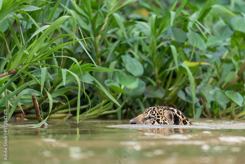 Jaguar swim in the river