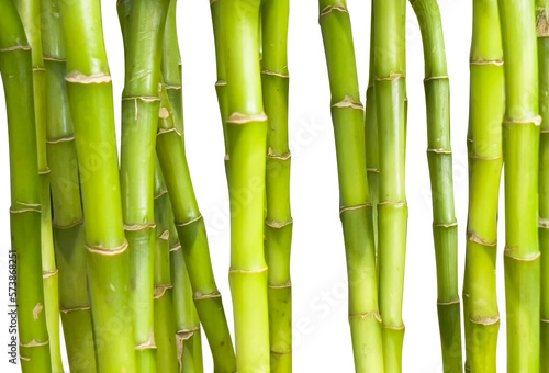 Green bamboo stalks isolated on a white background. Set  bamboo. Bamboo background