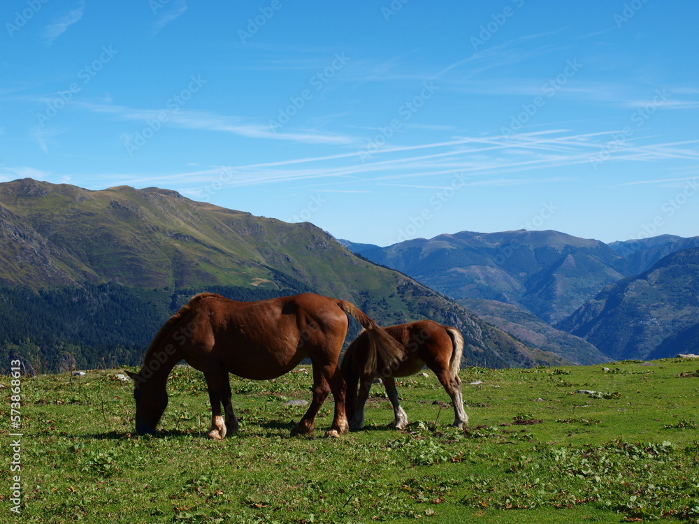 Caballos