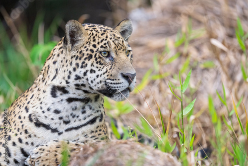 Jaguar close up in vegetation