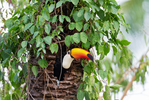 Toco toucan in a nest in a palm tree