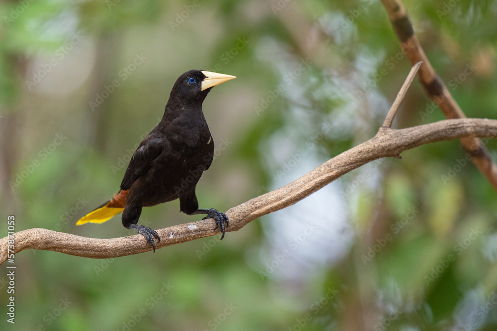 Obraz premium Crested oropendola