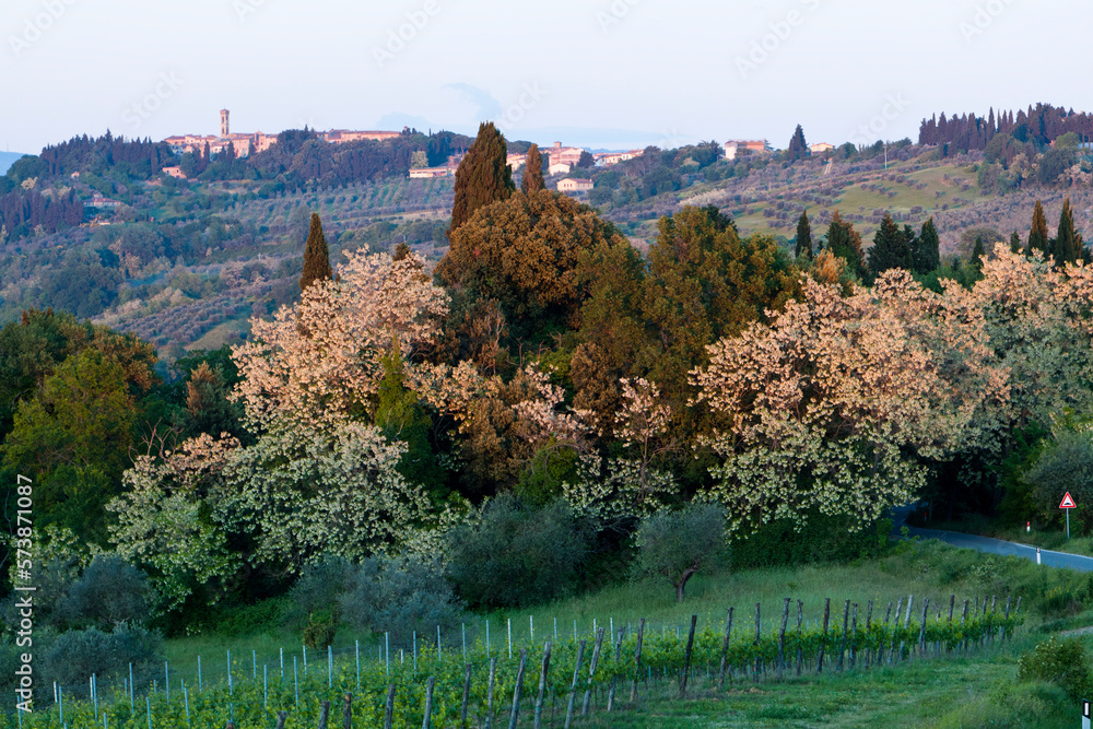 Monteriggioni, Siena. Veduta con bosco e vigneto al tramonto verso San Gimignano