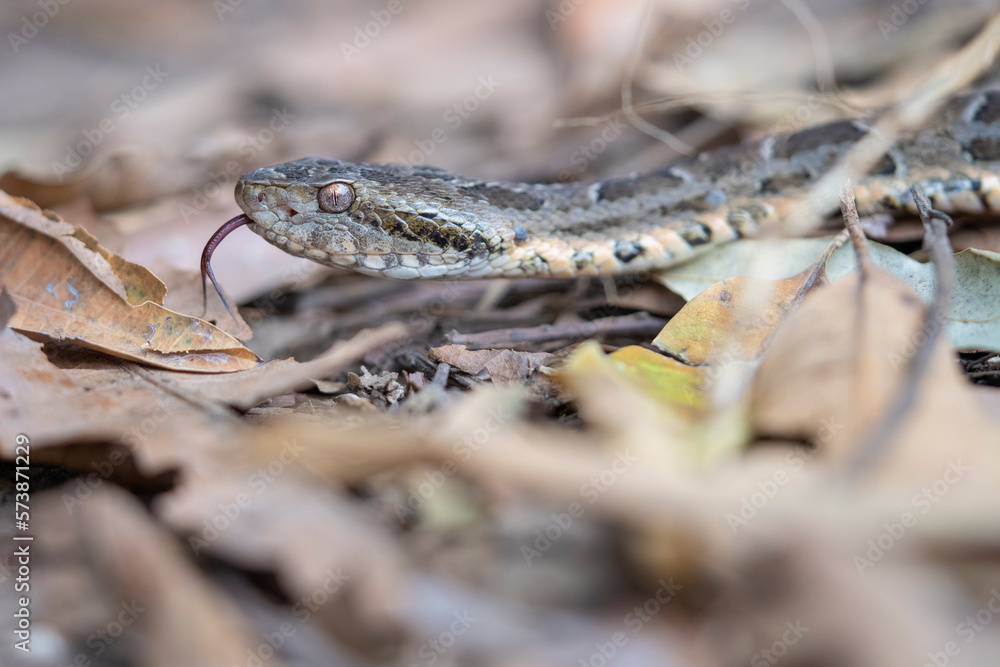 Fototapeta premium Mato Grosso lancehead pit viper