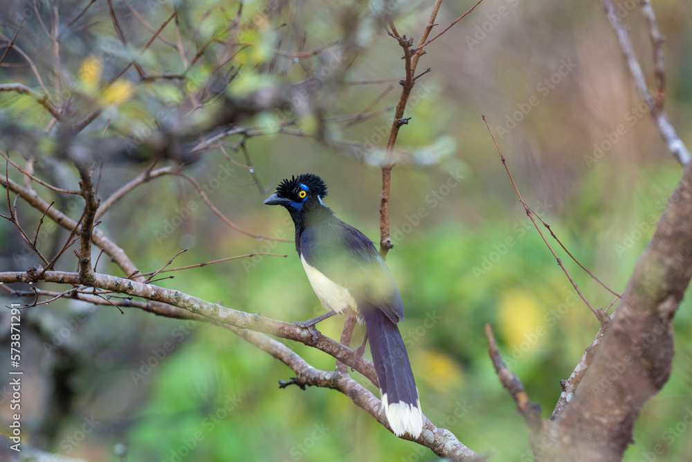 Fototapeta premium Plush-crested jay in a tree