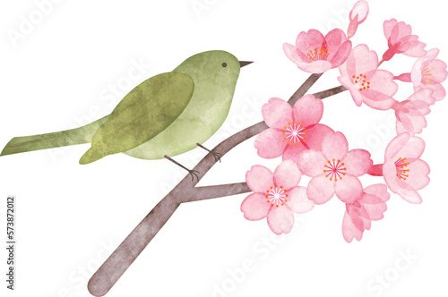 桜とうぐいす　手描き水彩風イラスト