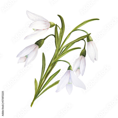 Watercolor easter illustration of bouquet of snowdrops isolated on white background