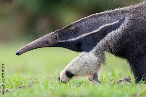 Giant anteater close up
