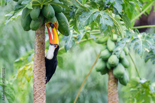 Toco toucan feed on fruit in a tree