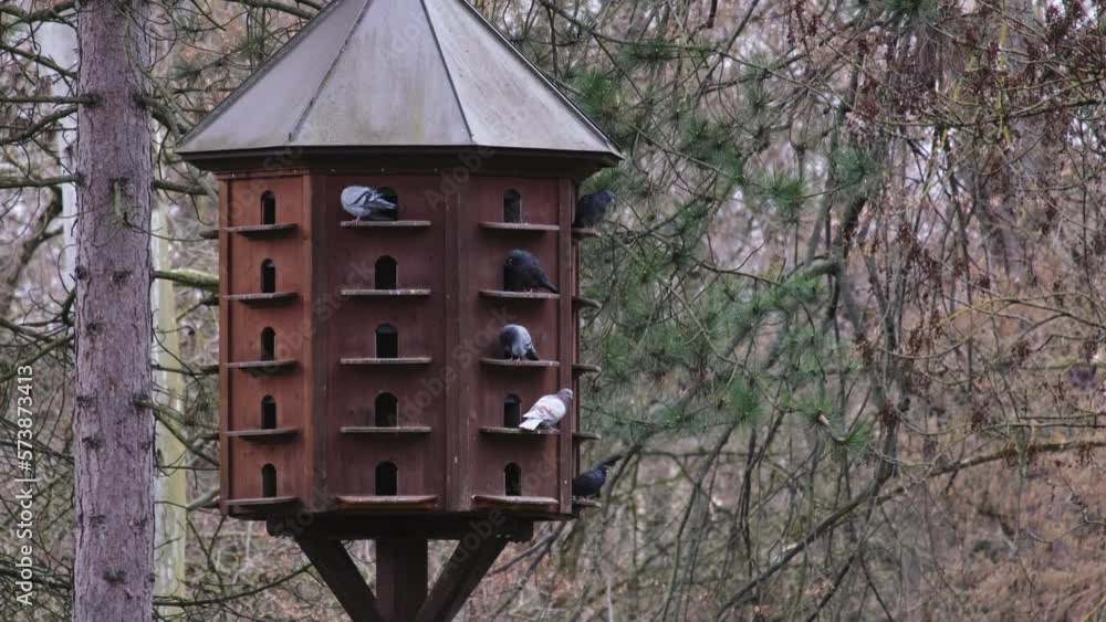 Variety of doves sitting on the balconies of a brown pigeon loft and looking around. Concept of bird pollution problem. Huge brown bird nest or house or cage with many doors among trees in a city park Variety of doves sitting on the balconies of a brown pigeon loft and looking around. Concept of bird pollution problem. Huge brown bird nest or house or cage with many doors among trees in a city park