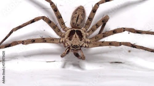 The Huntsman spider - Heteropoda venatoria on a white wall at a village house, Thailand